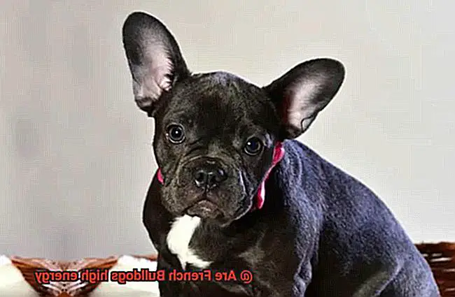 Are French Bulldogs high energy-5