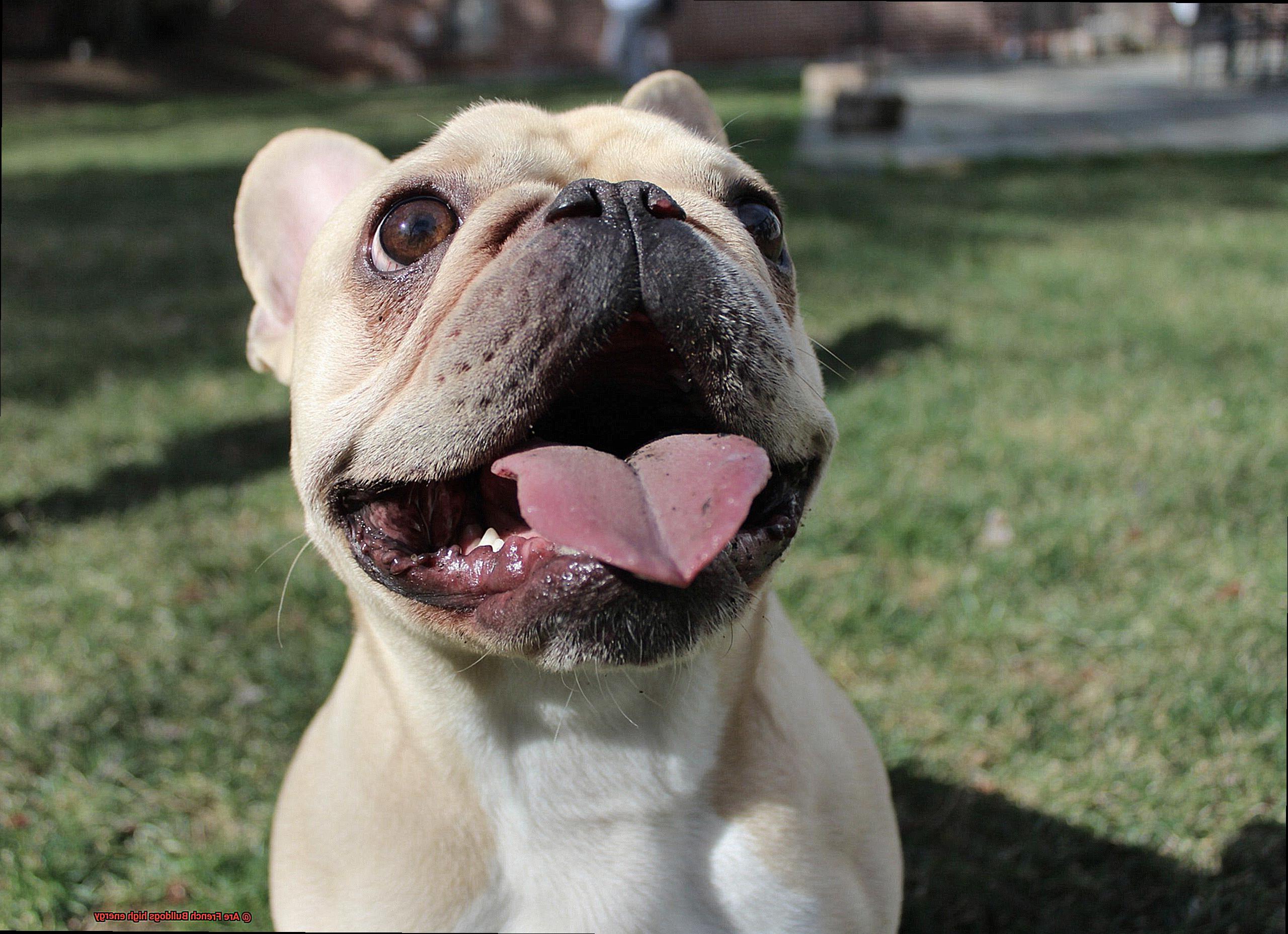 Are French Bulldogs high energy-2
