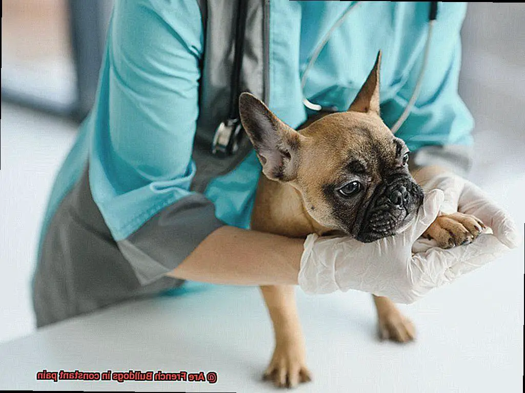 Are French Bulldogs in constant pain-2
