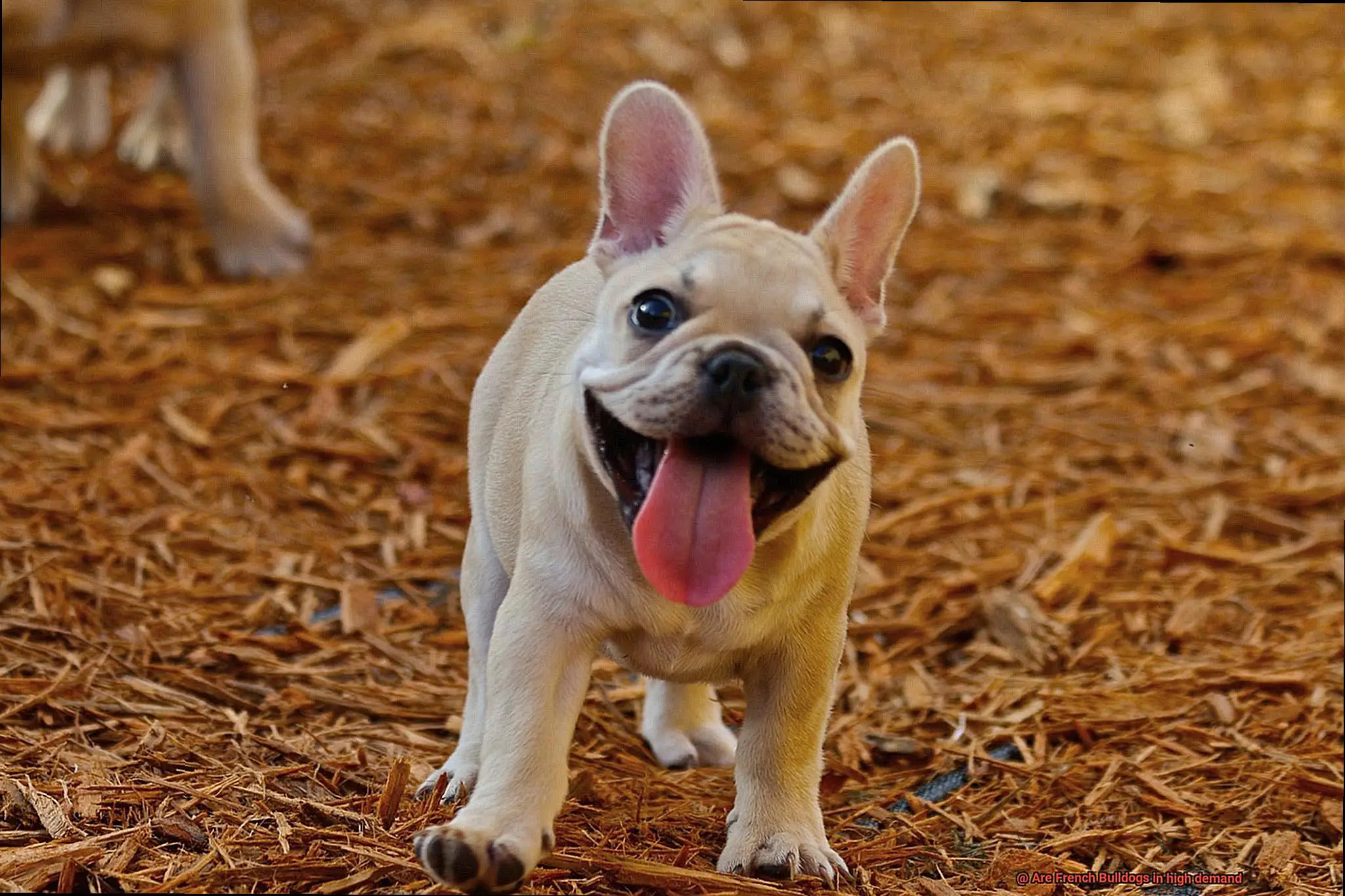 Are French Bulldogs in high demand-2