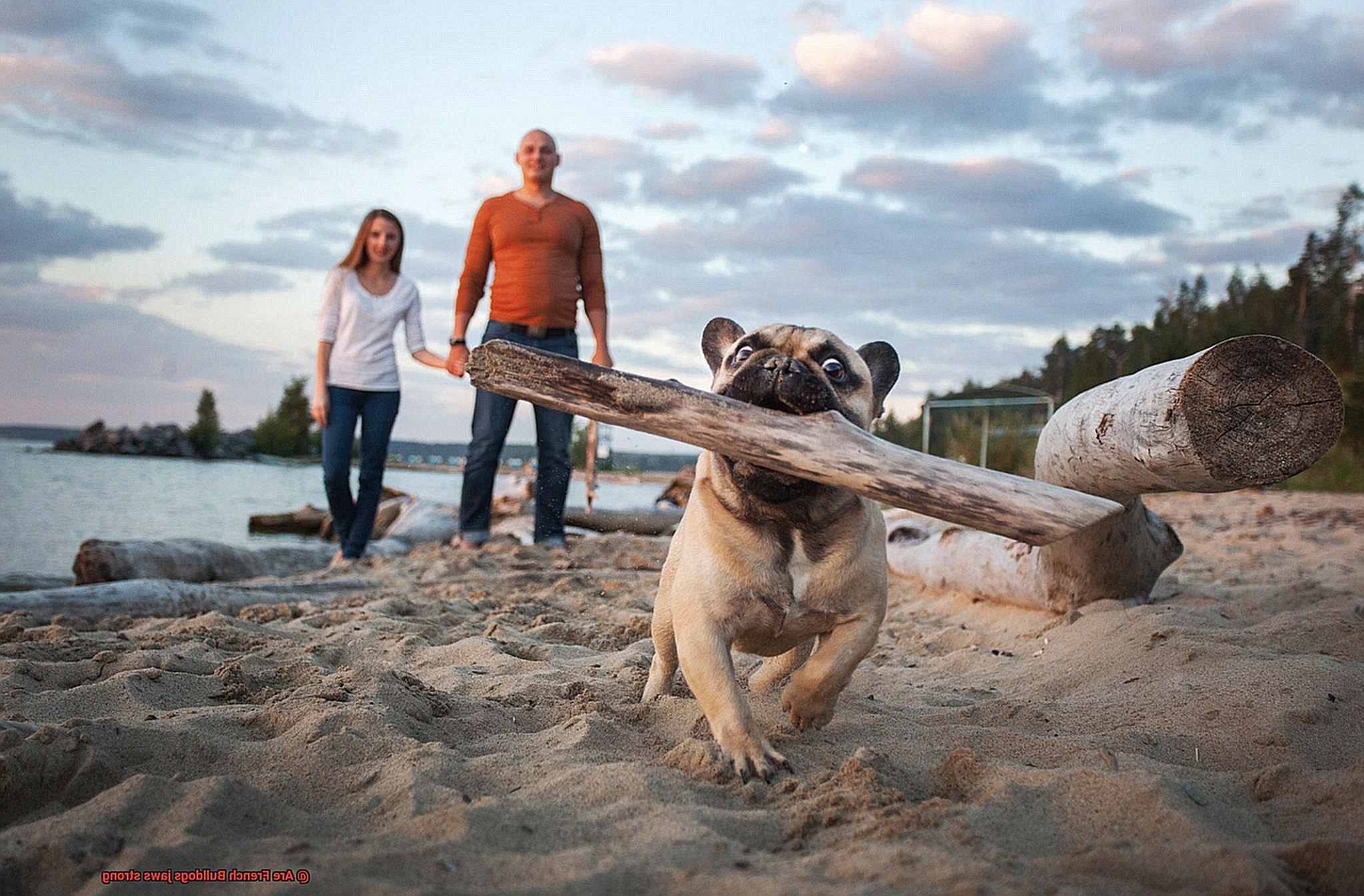 Are French Bulldogs jaws strong-2