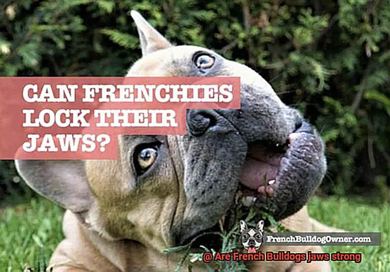 Are French Bulldogs jaws strong-3