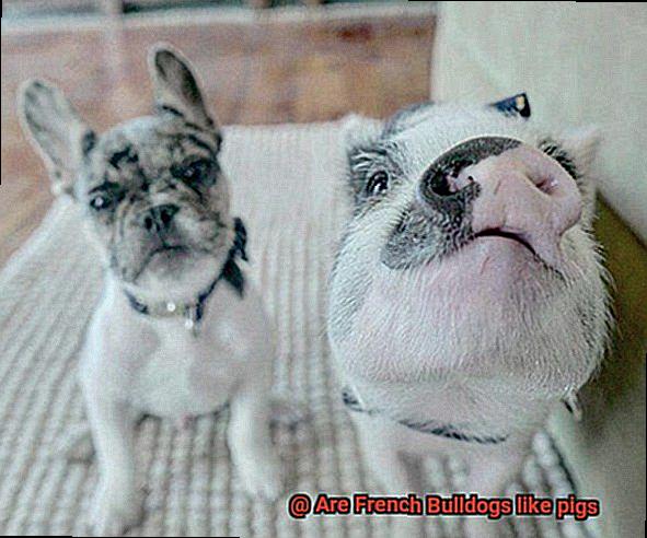 Are French Bulldogs like pigs-5