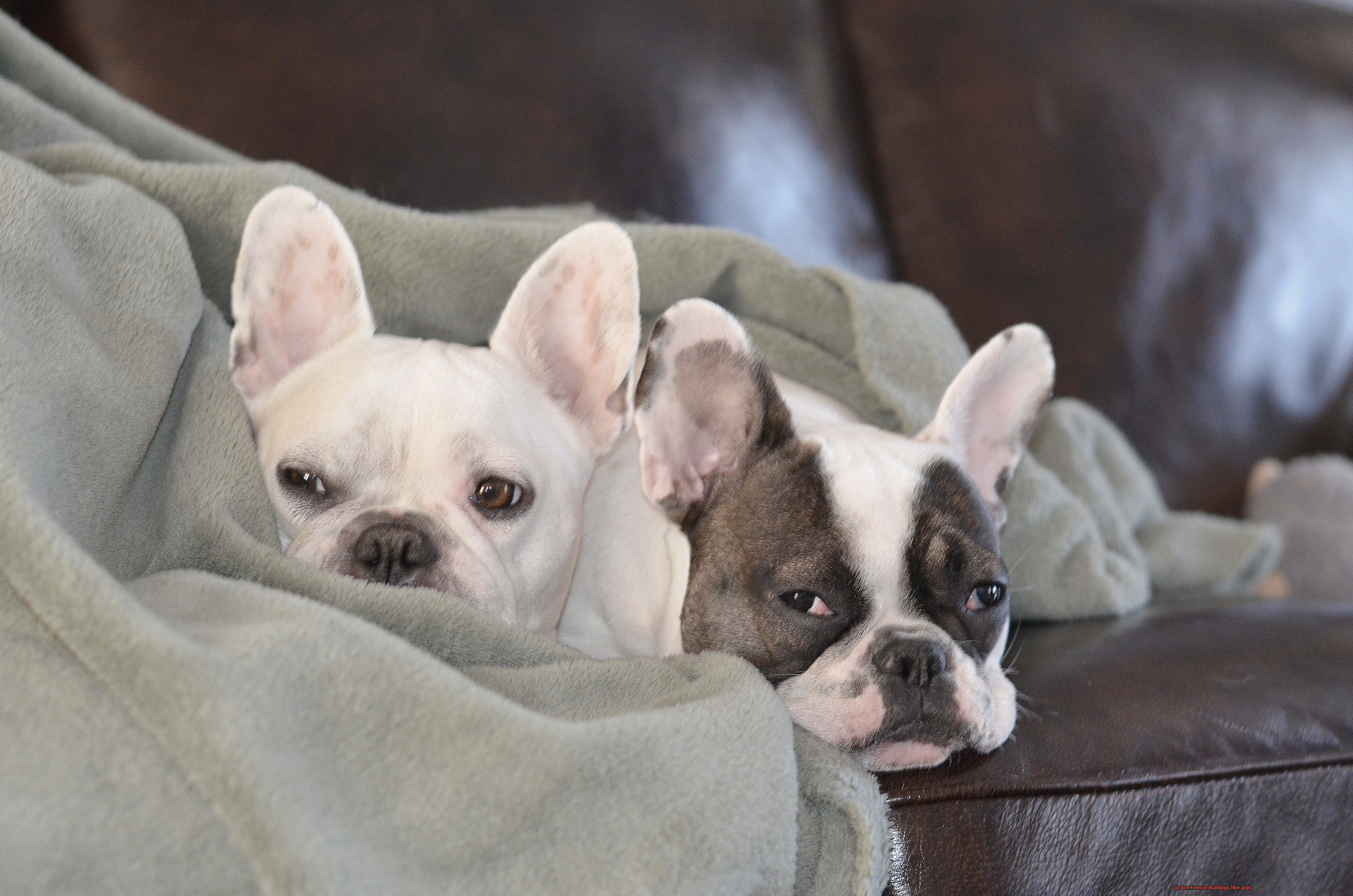 Are French Bulldogs like pigs-4