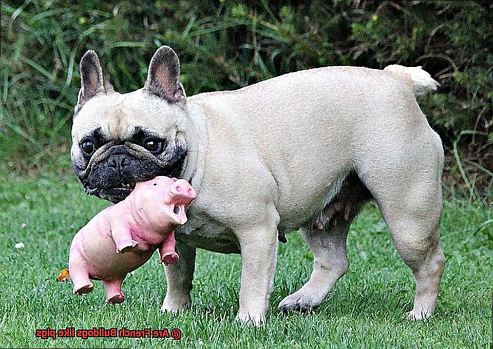 Are French Bulldogs like pigs-2