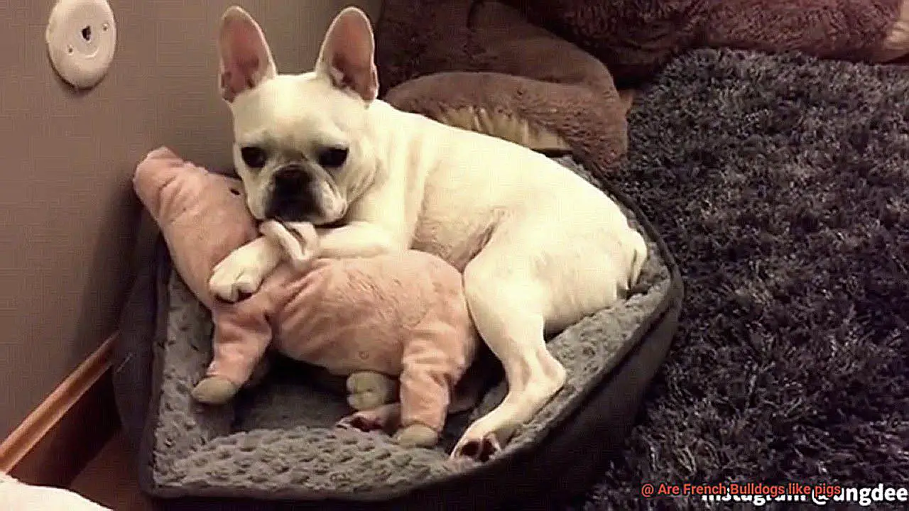 Are French Bulldogs like pigs-3