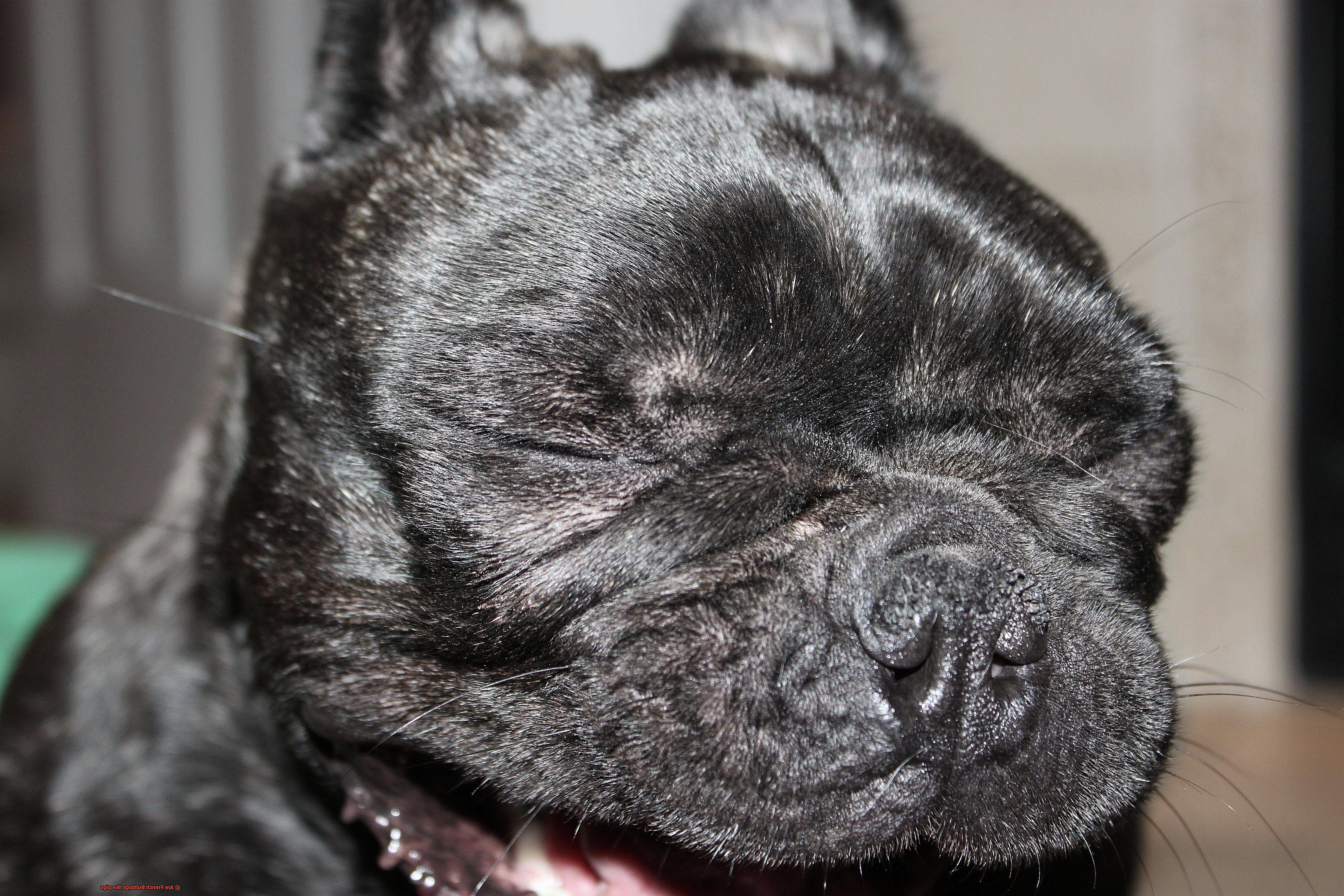 Are French Bulldogs like pigs-6