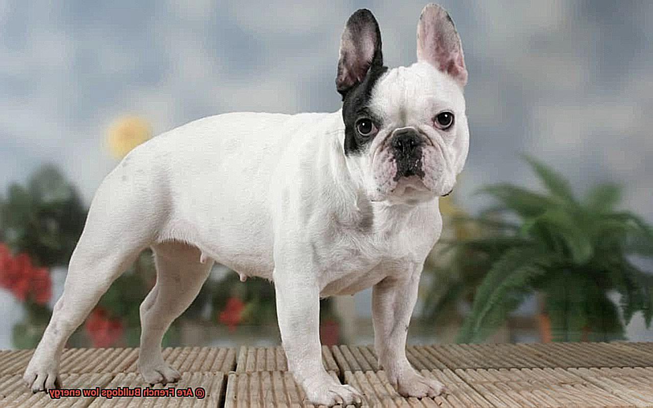 Are French Bulldogs low energy-4