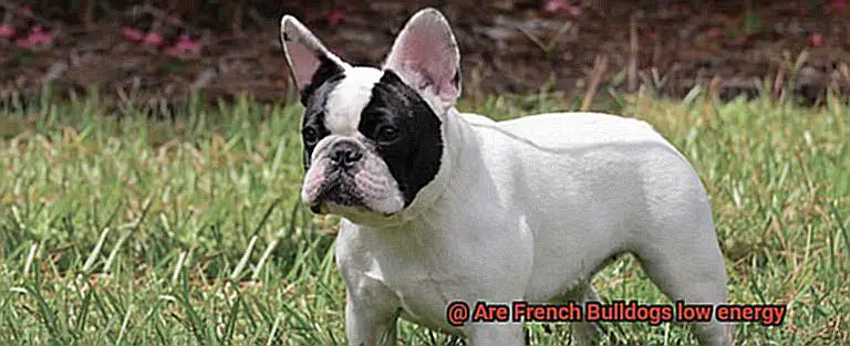 Are French Bulldogs low energy-3