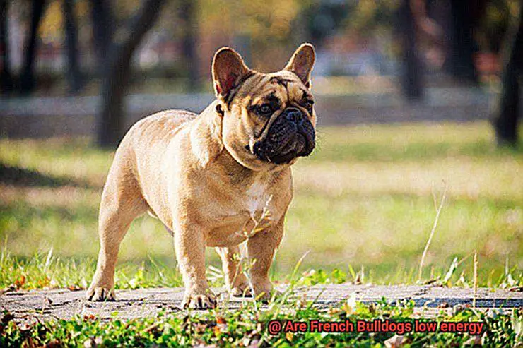 Are French Bulldogs low energy-2