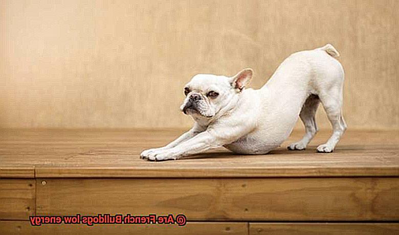 Are French Bulldogs low energy-5
