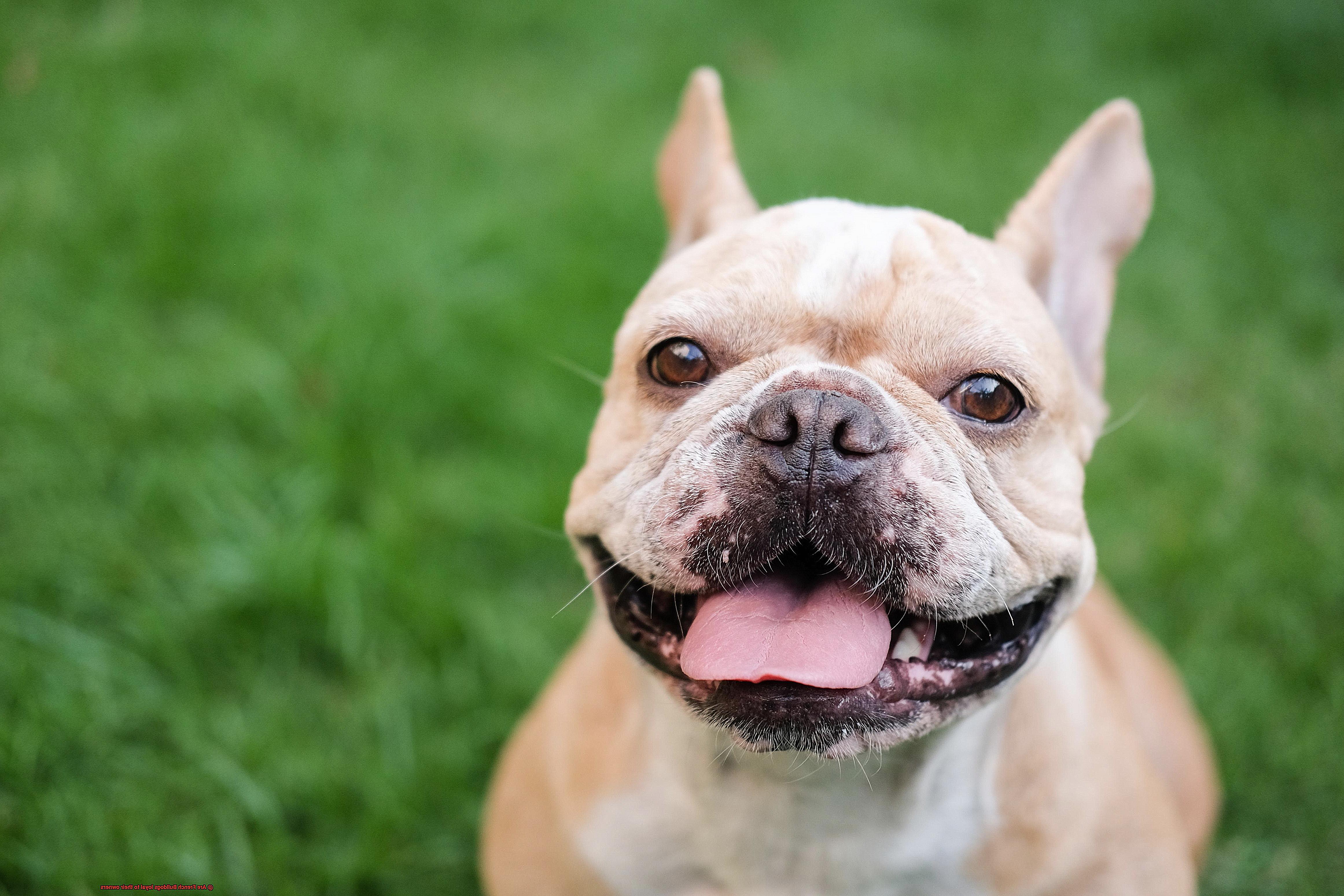 Are French Bulldogs loyal to their owners-2