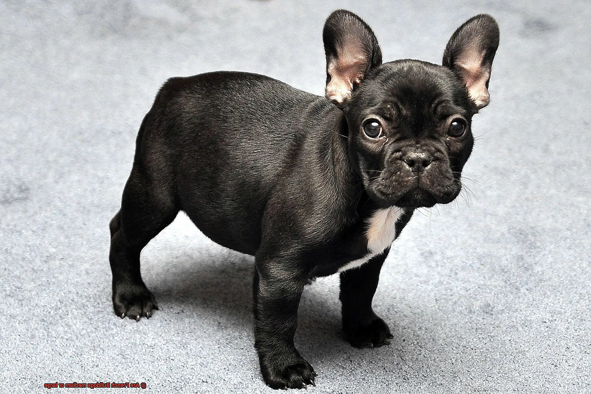 Are French Bulldogs medium or large-4