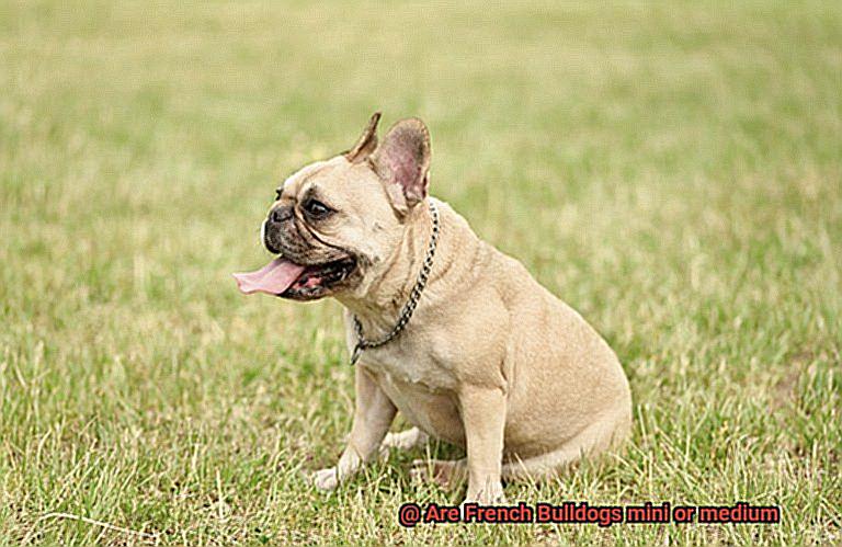 Are French Bulldogs mini or medium-4