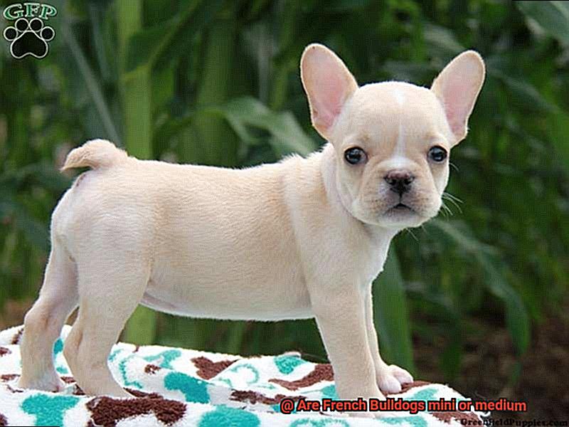 Are French Bulldogs mini or medium-3