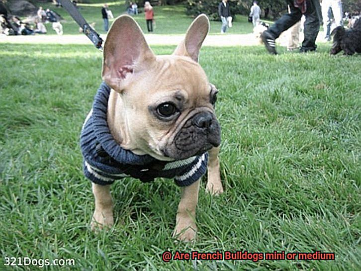 Are French Bulldogs mini or medium-5