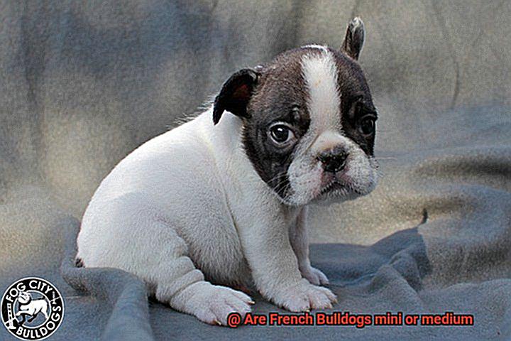 Are French Bulldogs mini or medium-2