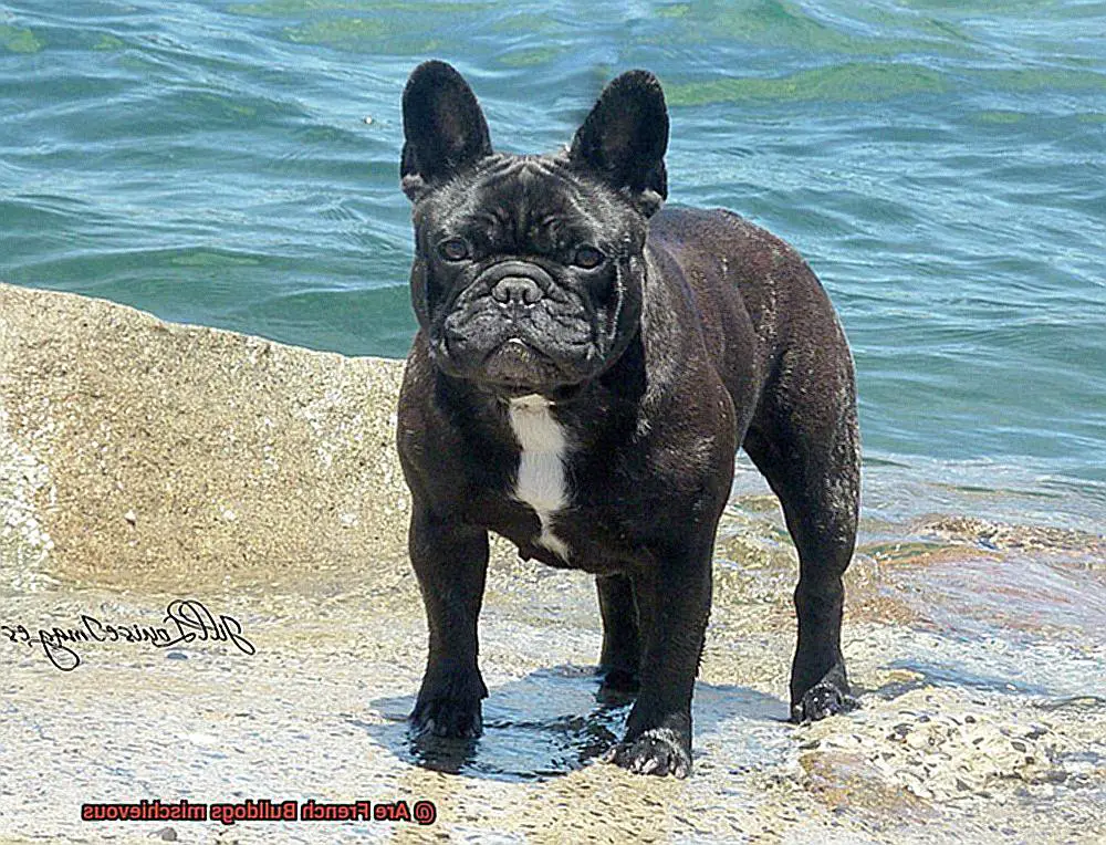 Are French Bulldogs mischievous-4