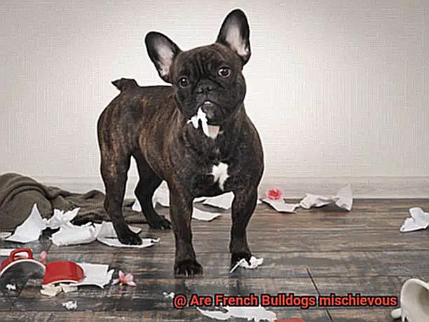 Are French Bulldogs mischievous-6