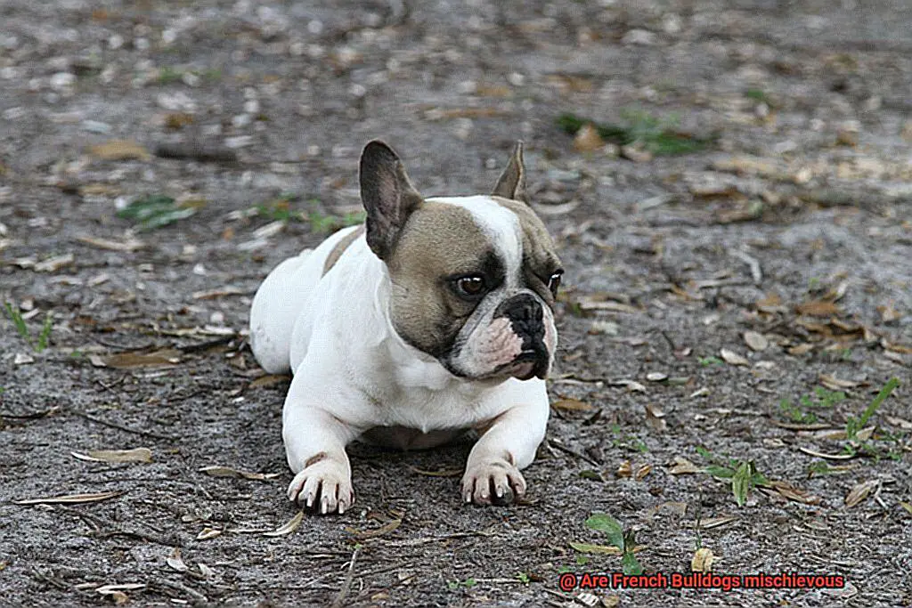 Are French Bulldogs mischievous-5