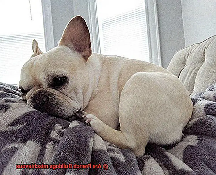 Are French Bulldogs mischievous-2