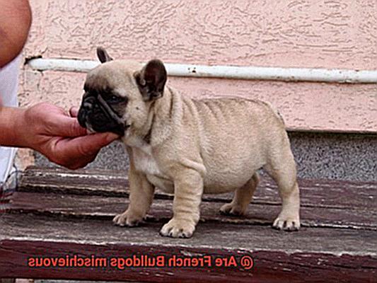 Are French Bulldogs mischievous-3