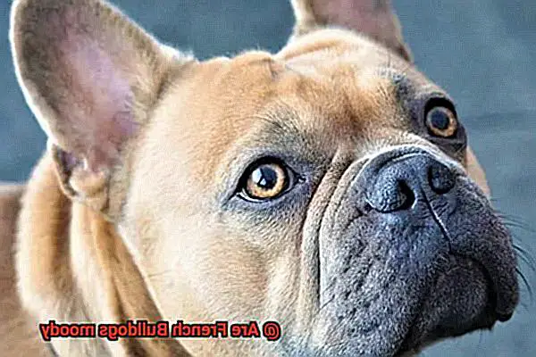 Are French Bulldogs moody-3