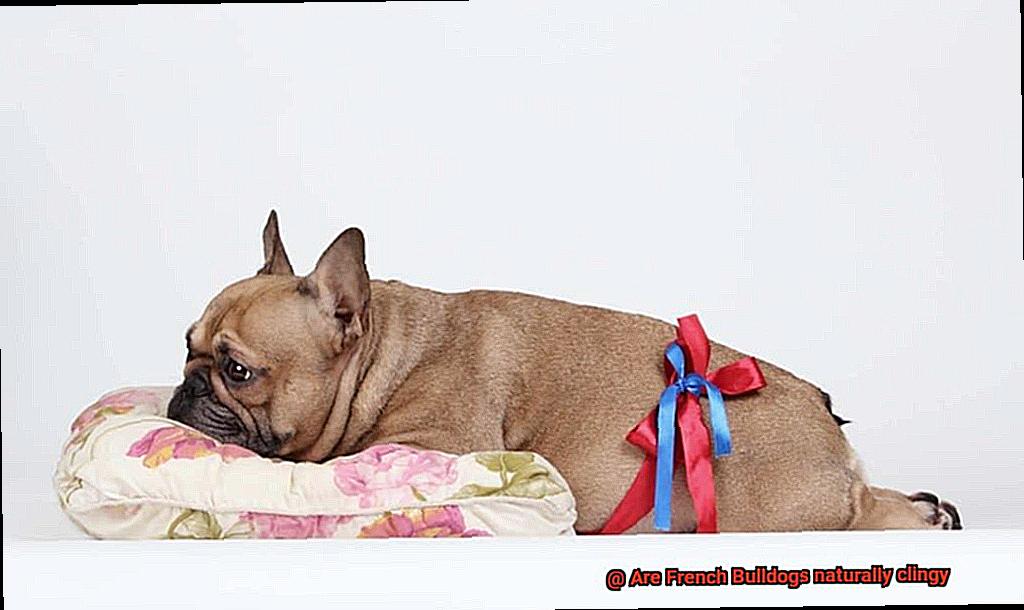 Are French Bulldogs naturally clingy-3