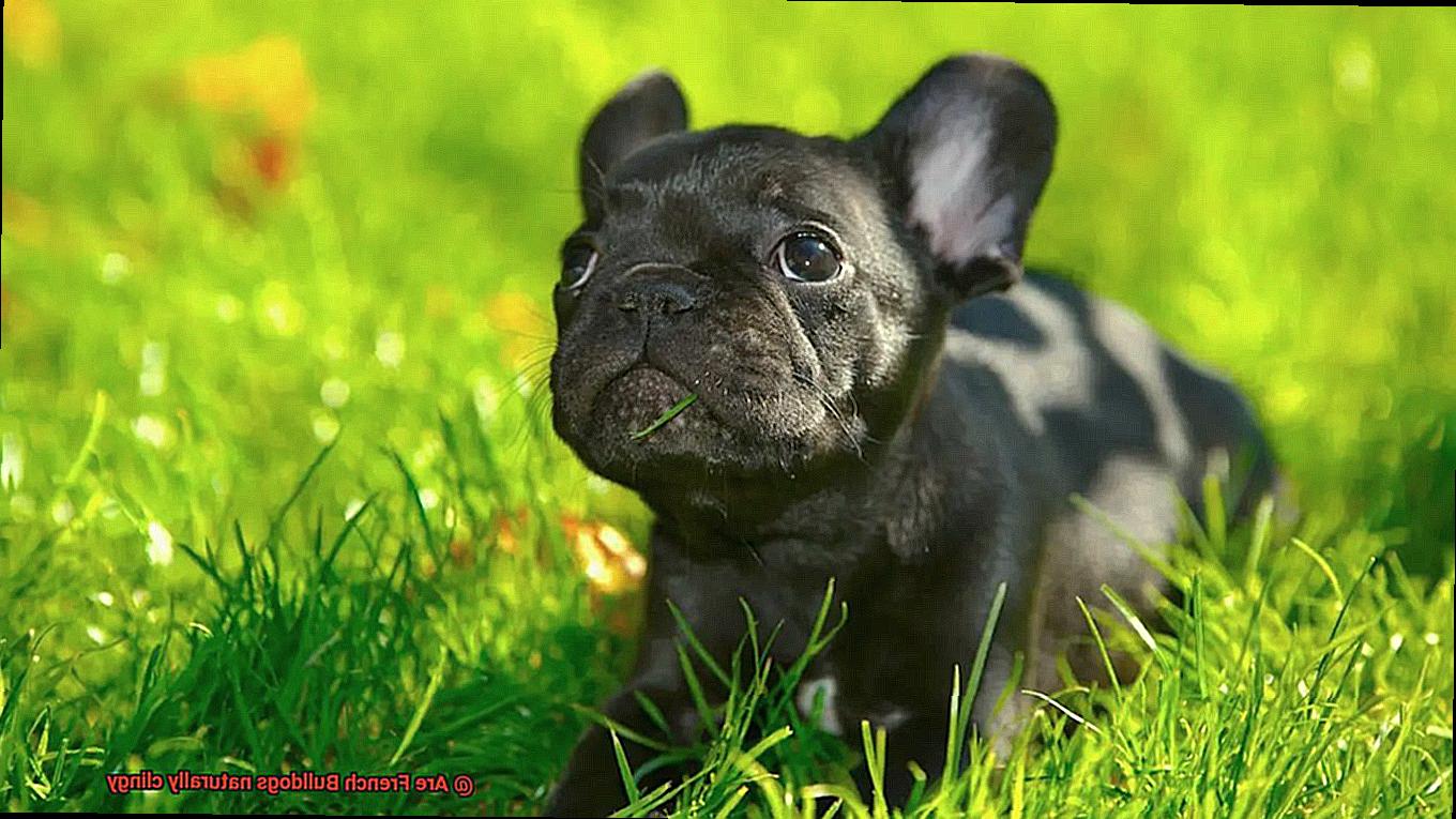 Are French Bulldogs naturally clingy-2