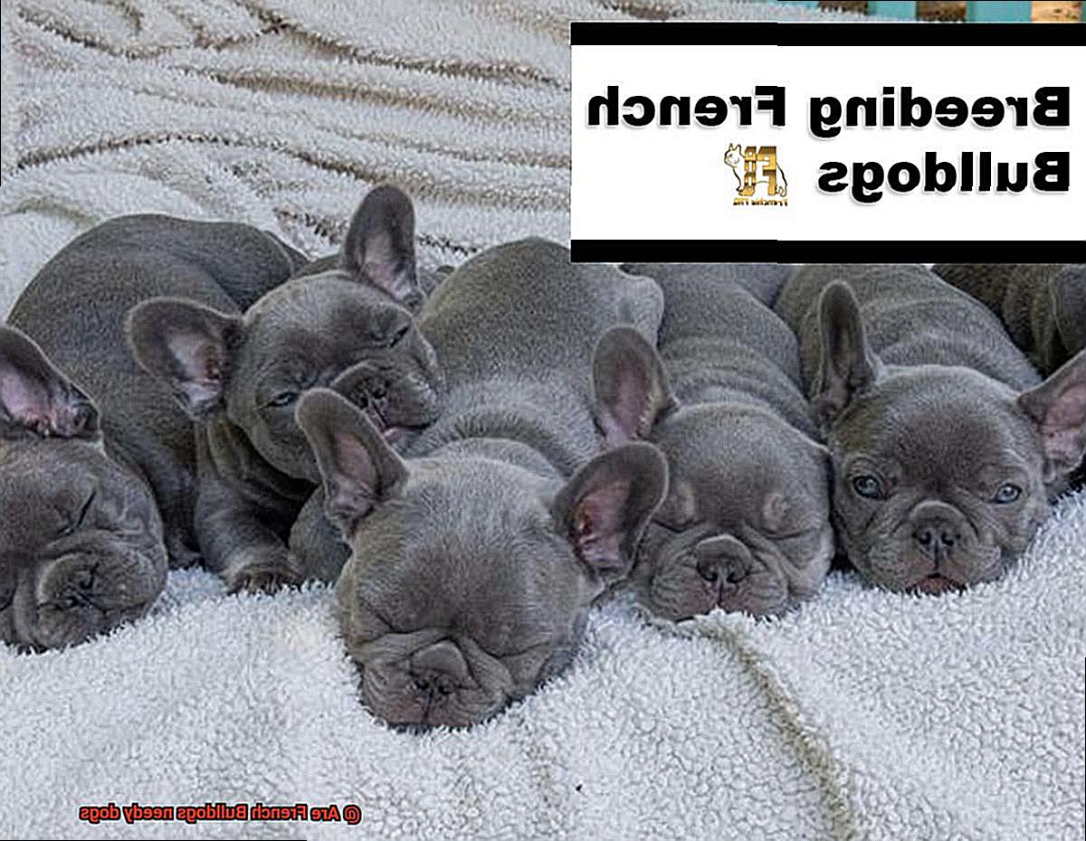 Are French Bulldogs needy dogs-3