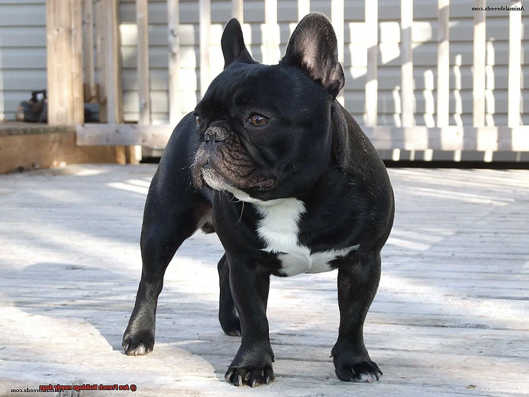 Are French Bulldogs needy dogs-2