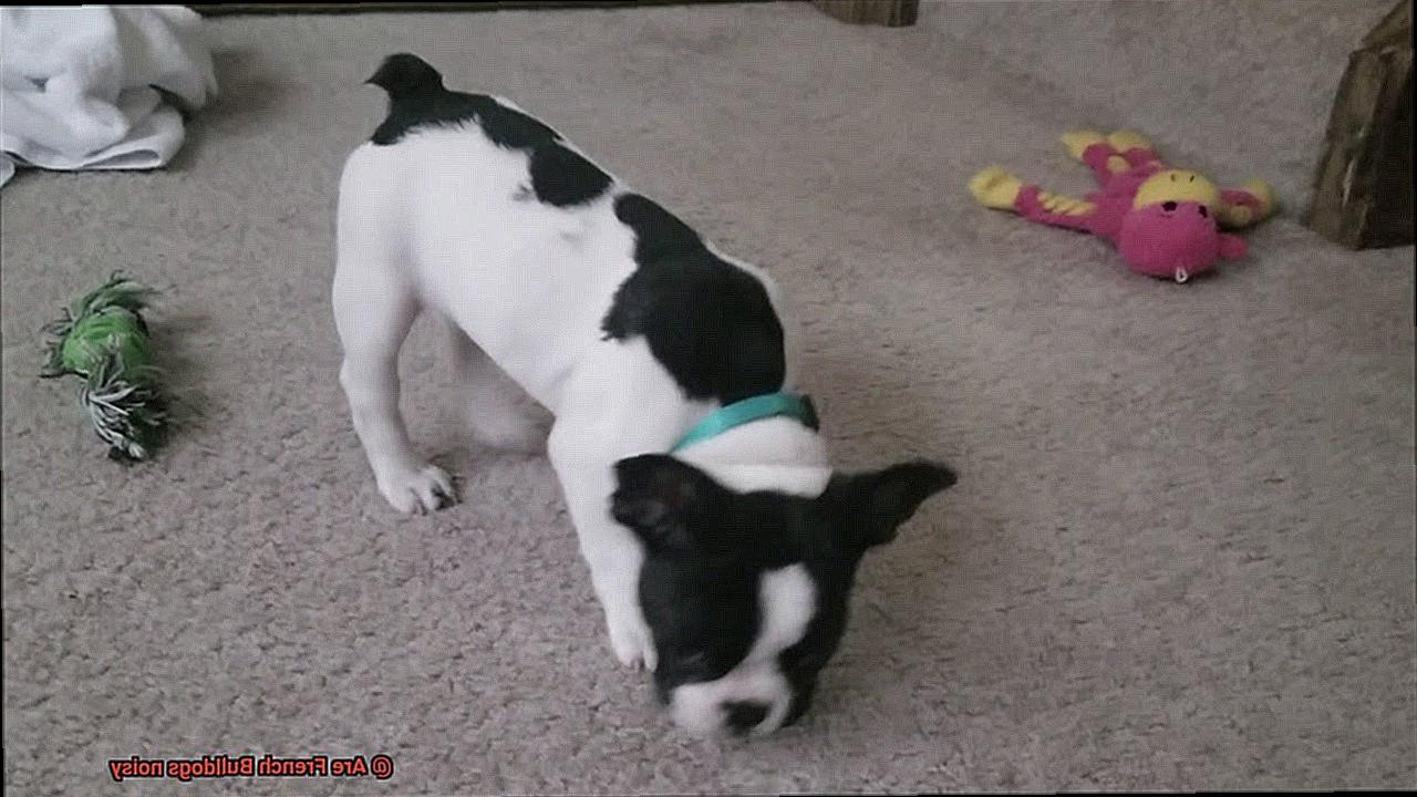 Are French Bulldogs noisy-2