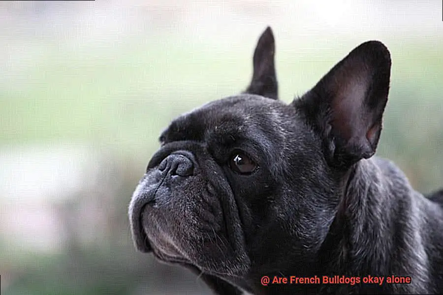 Are French Bulldogs okay alone-4