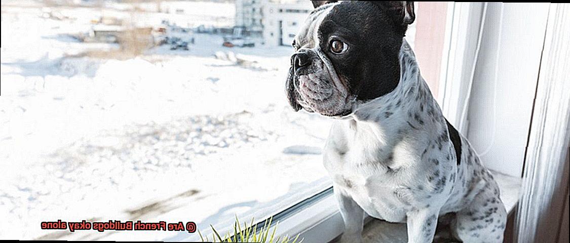 Are French Bulldogs okay alone-5