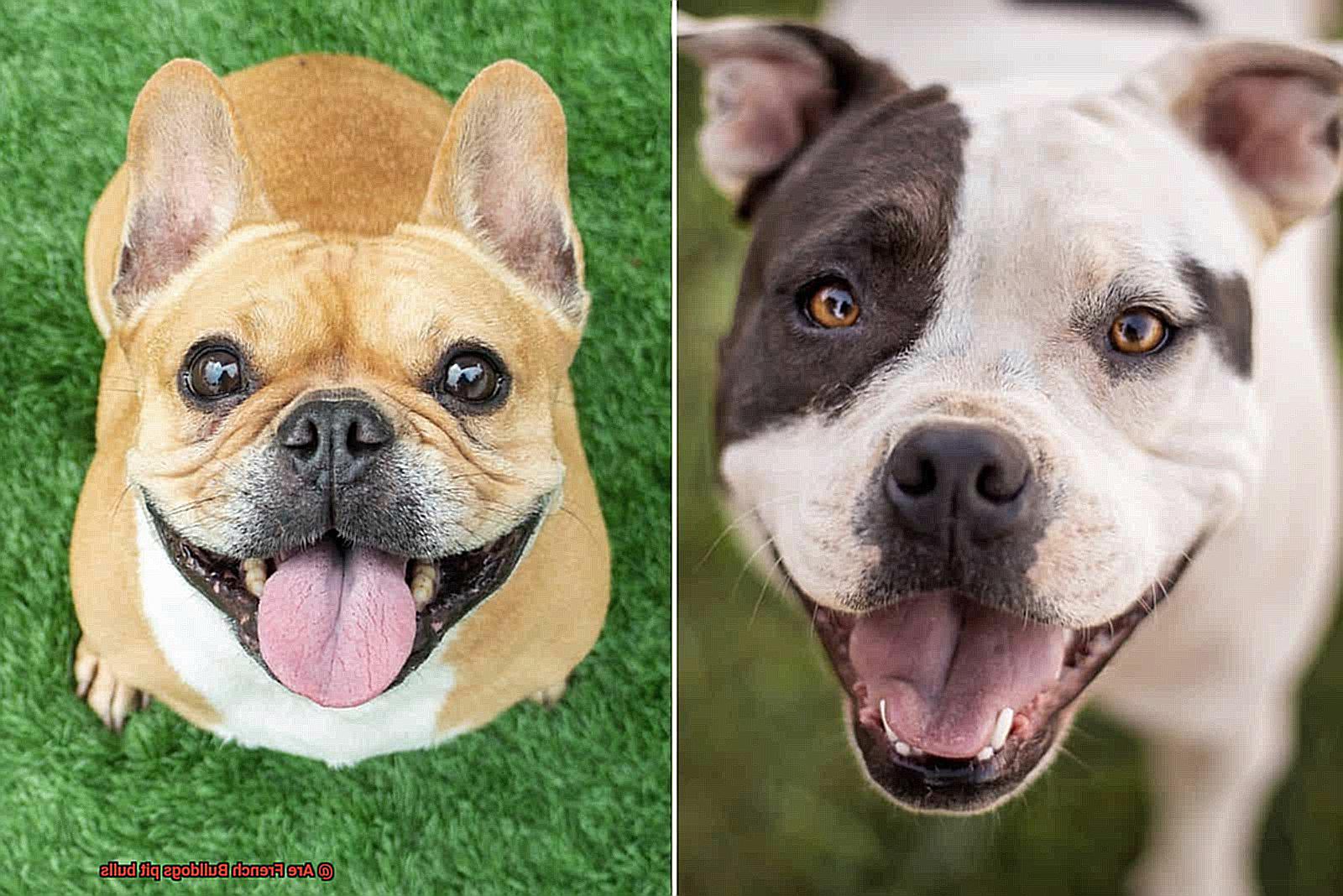 Are French Bulldogs pit bulls-3
