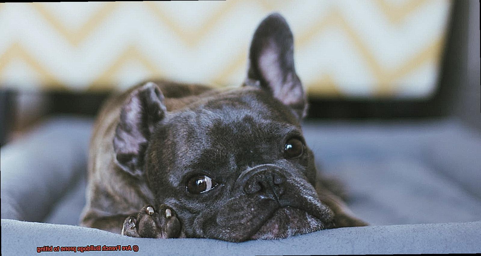 Are French Bulldogs prone to biting-5