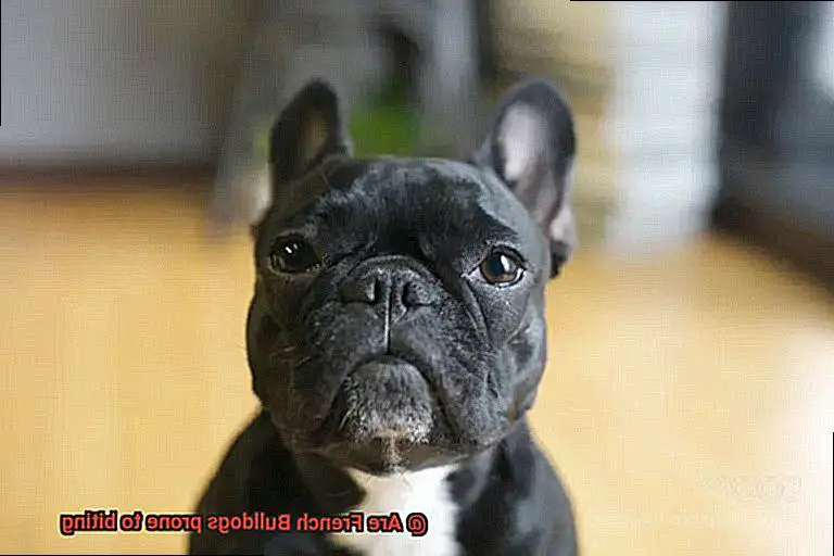Are French Bulldogs prone to biting-4