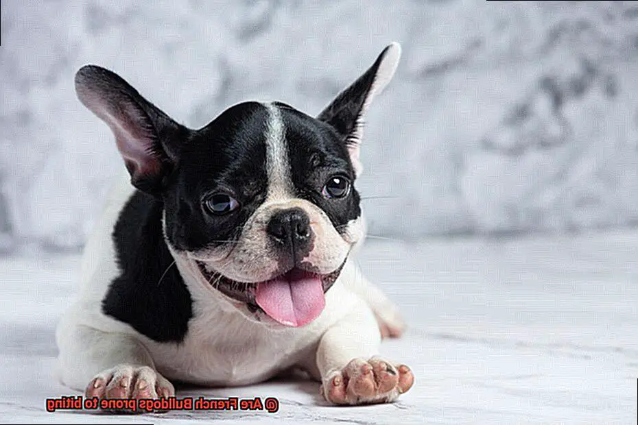 Are French Bulldogs prone to biting-6