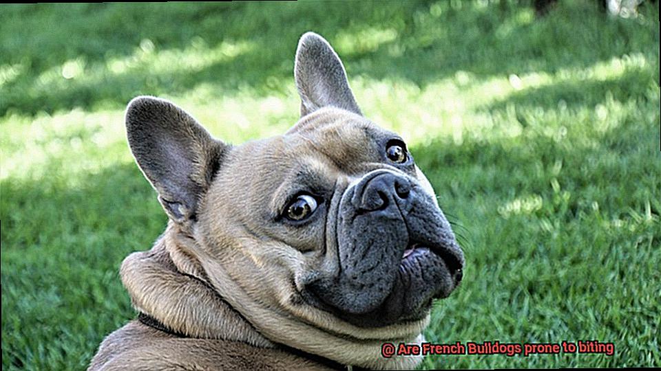 Are French Bulldogs prone to biting-3
