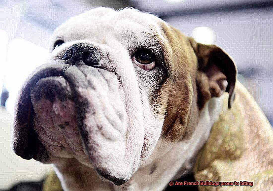 Are French Bulldogs prone to biting-7