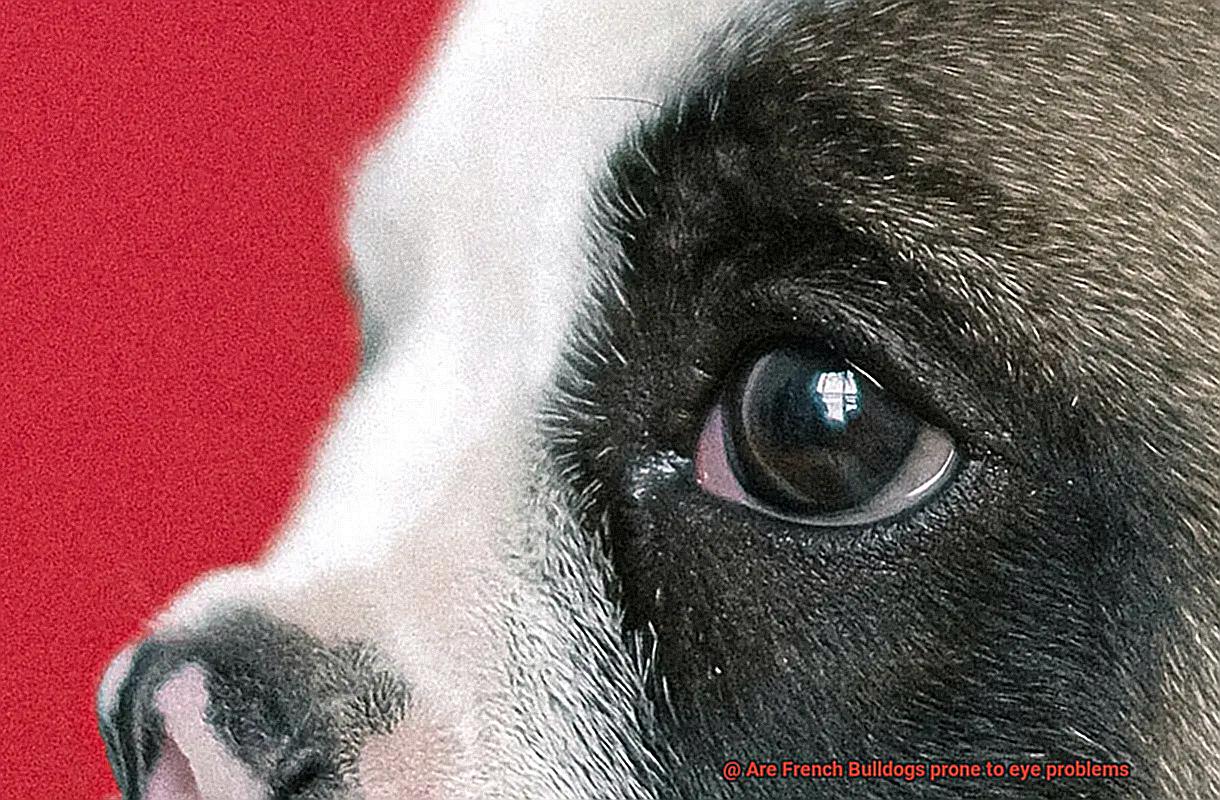 Are French Bulldogs prone to eye problems-2