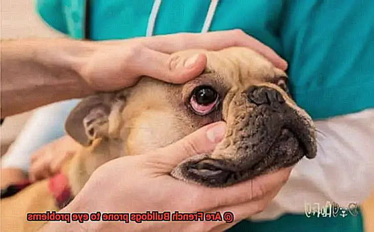 Are French Bulldogs prone to eye problems-4