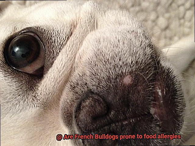 Are French Bulldogs prone to food allergies-2