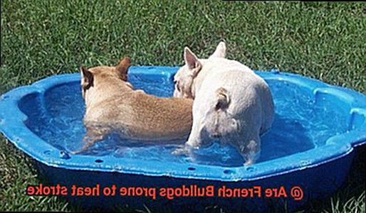 Are French Bulldogs prone to heat stroke-6