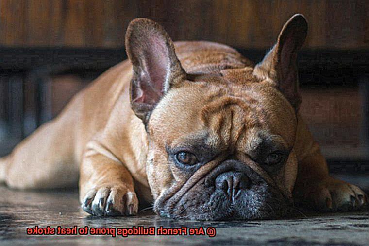 Are French Bulldogs prone to heat stroke-4