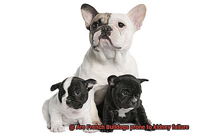 Are French Bulldogs prone to kidney failure-2