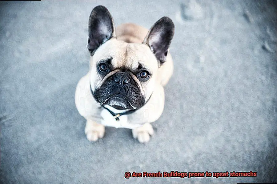 Are French Bulldogs prone to upset stomachs-2