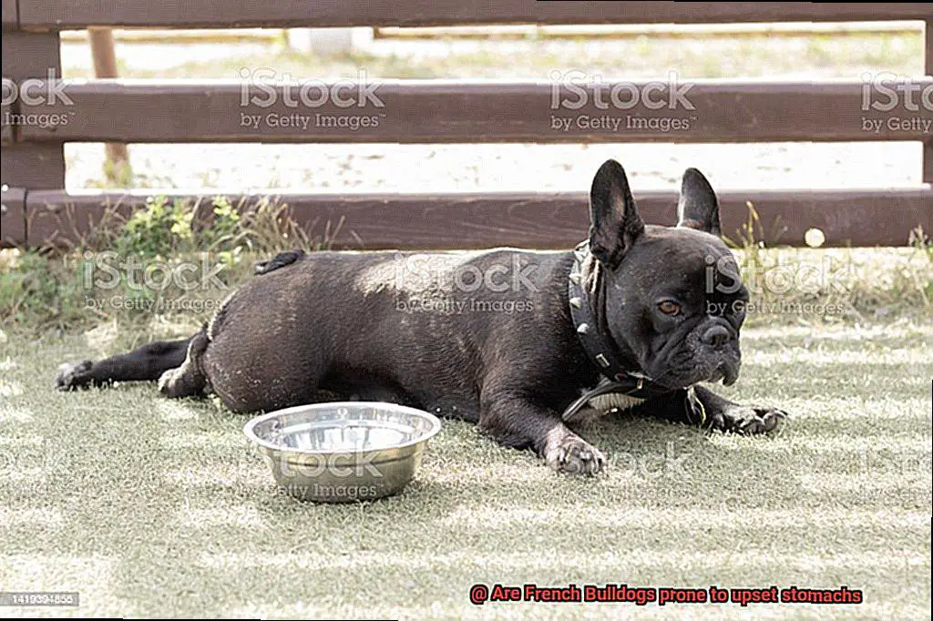 Are French Bulldogs prone to upset stomachs-3
