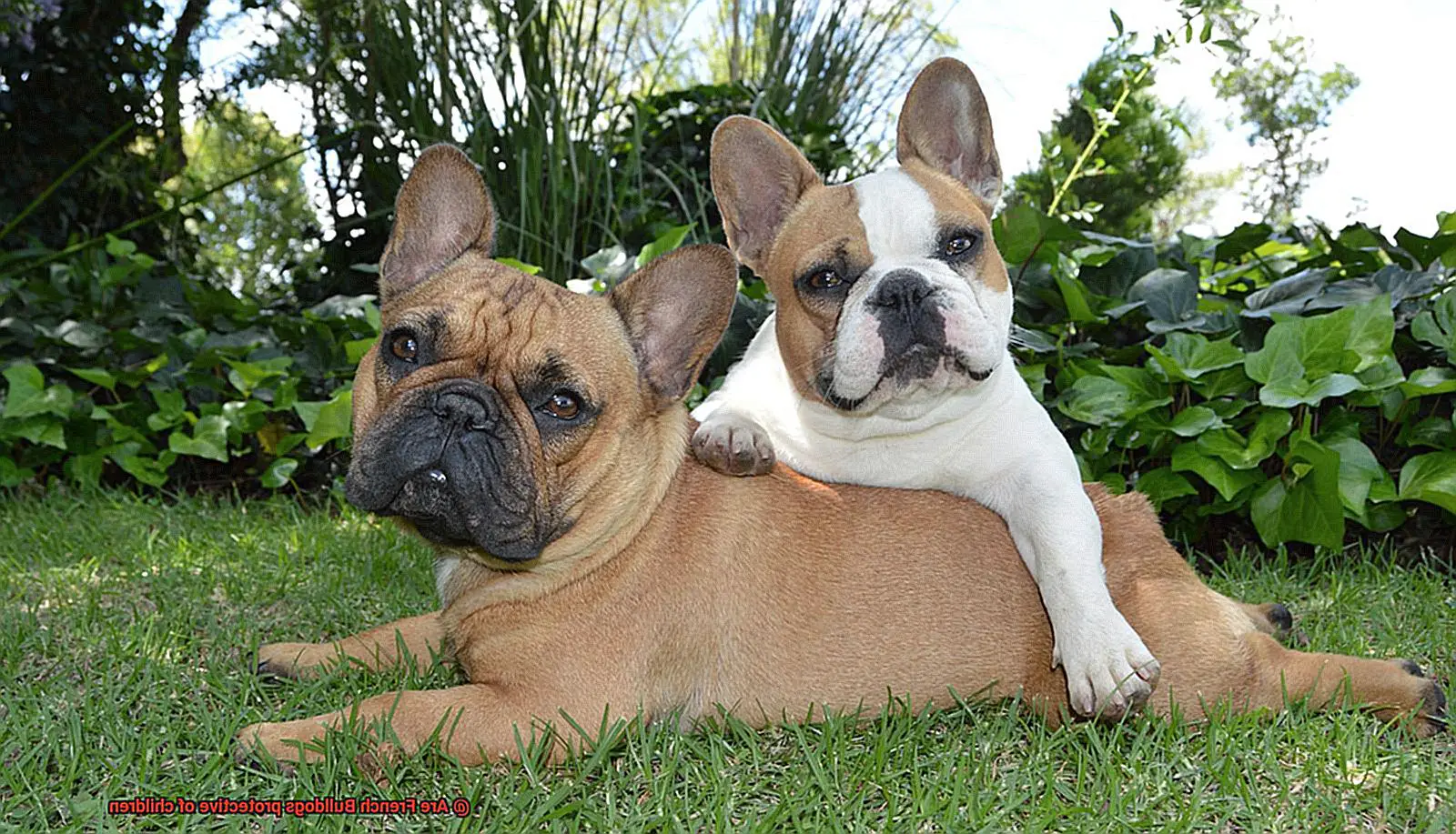 Are French Bulldogs protective of children-3