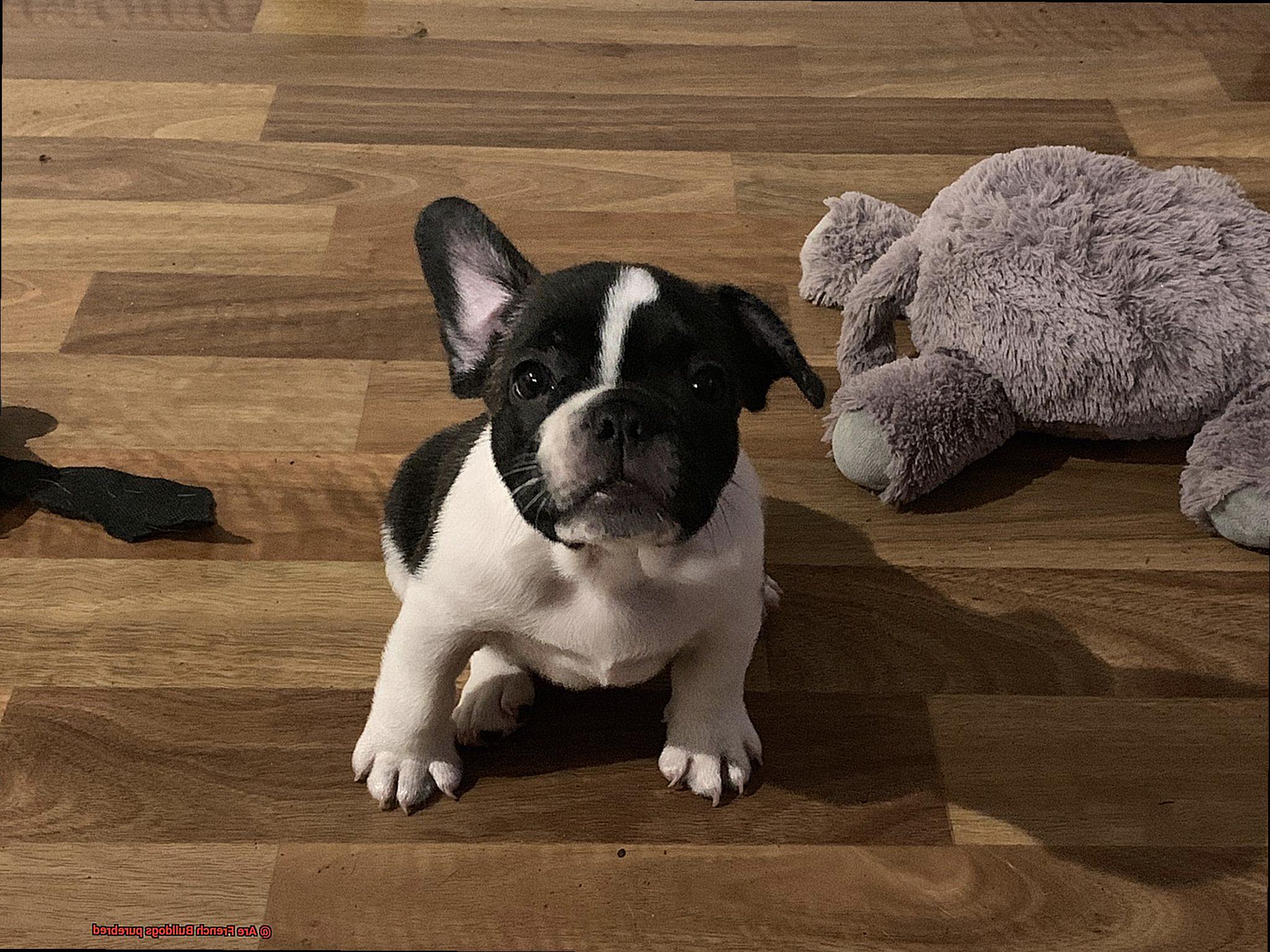 Are French Bulldogs purebred-2